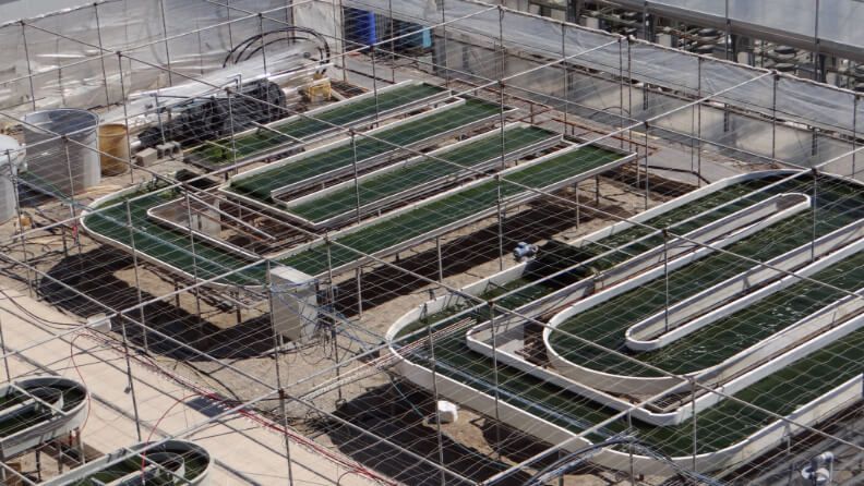 Figura 1. Diferentes biorreactores abiertos para la producción de microalgas empleando efluentes agroindustriales o aguas residuales