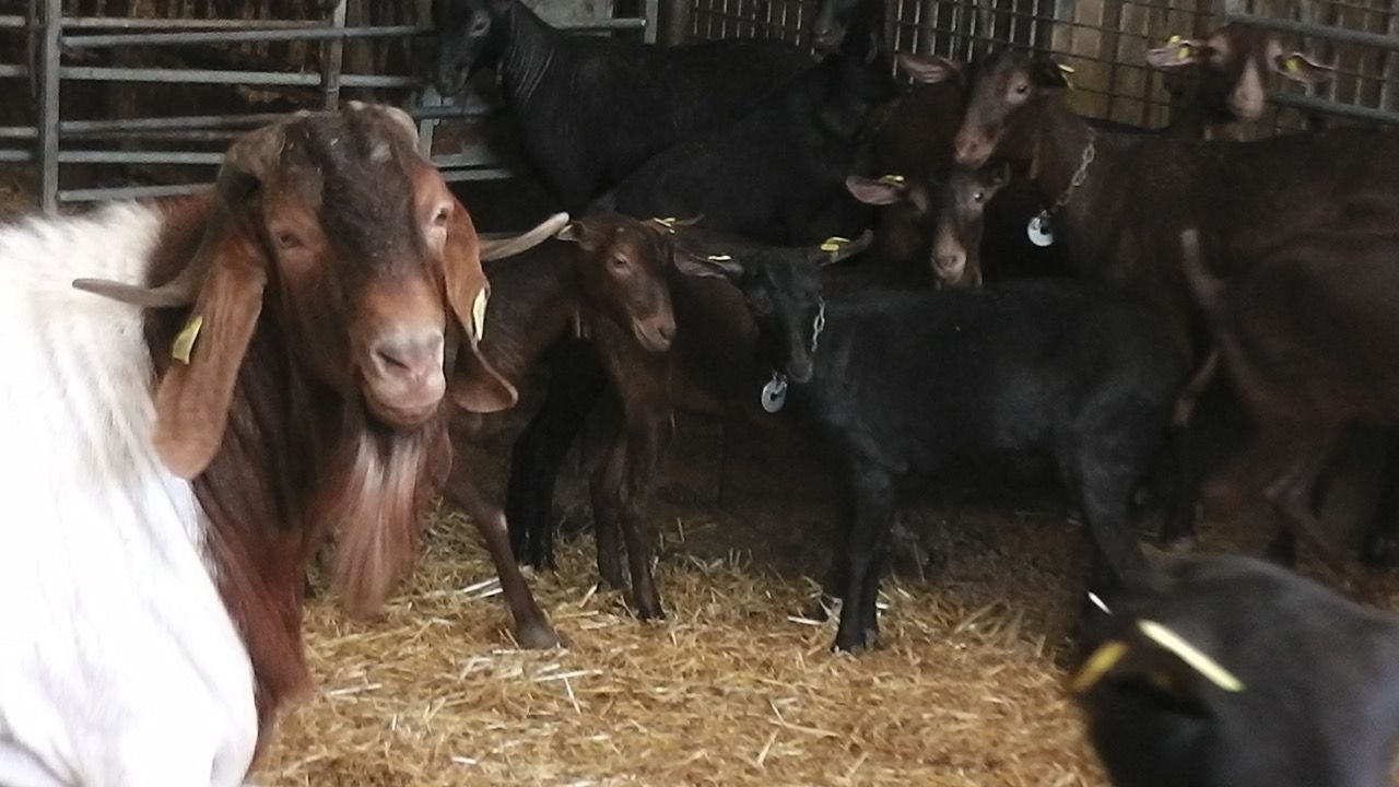 Cabras en una granja