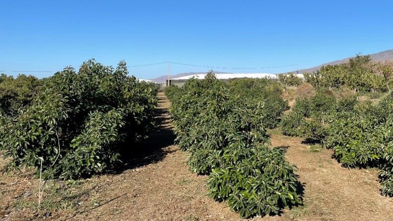 Producción intensiva y sostenible de especies frutales