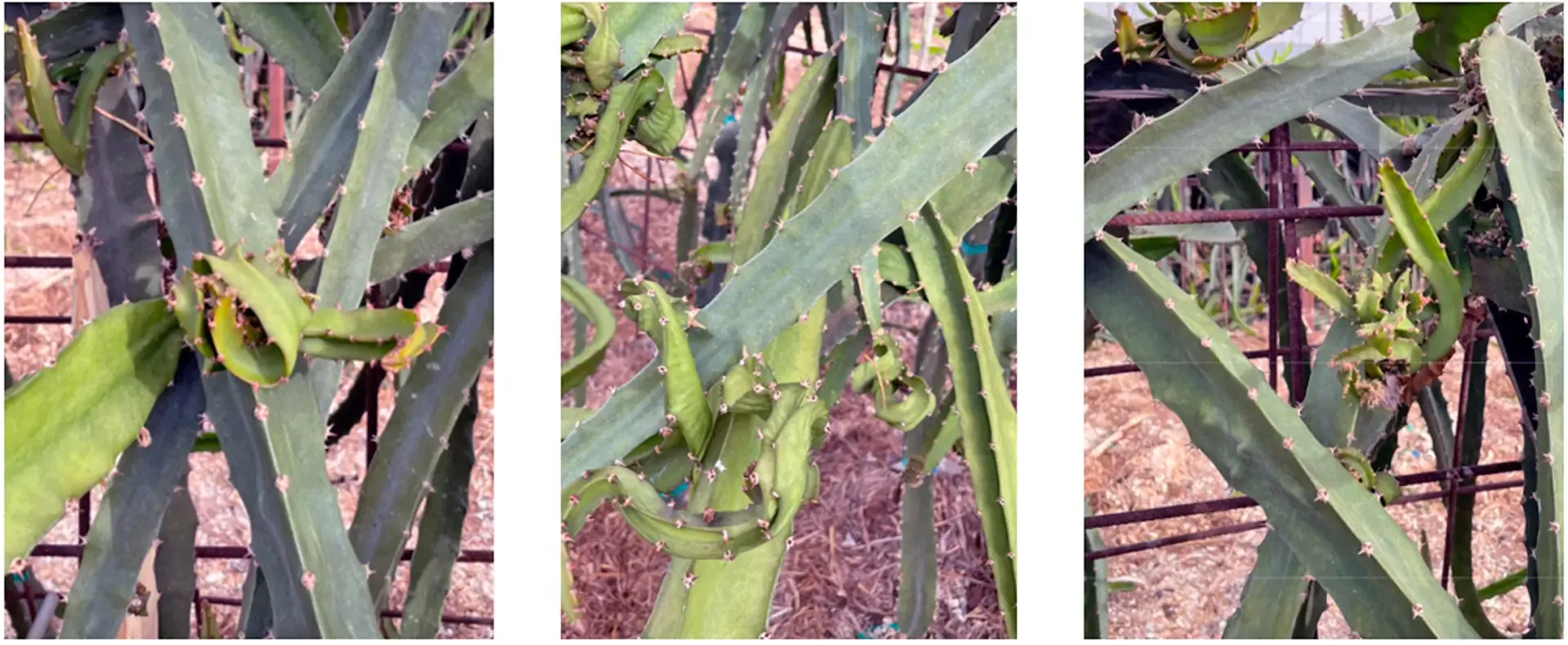 Cactus virus X.