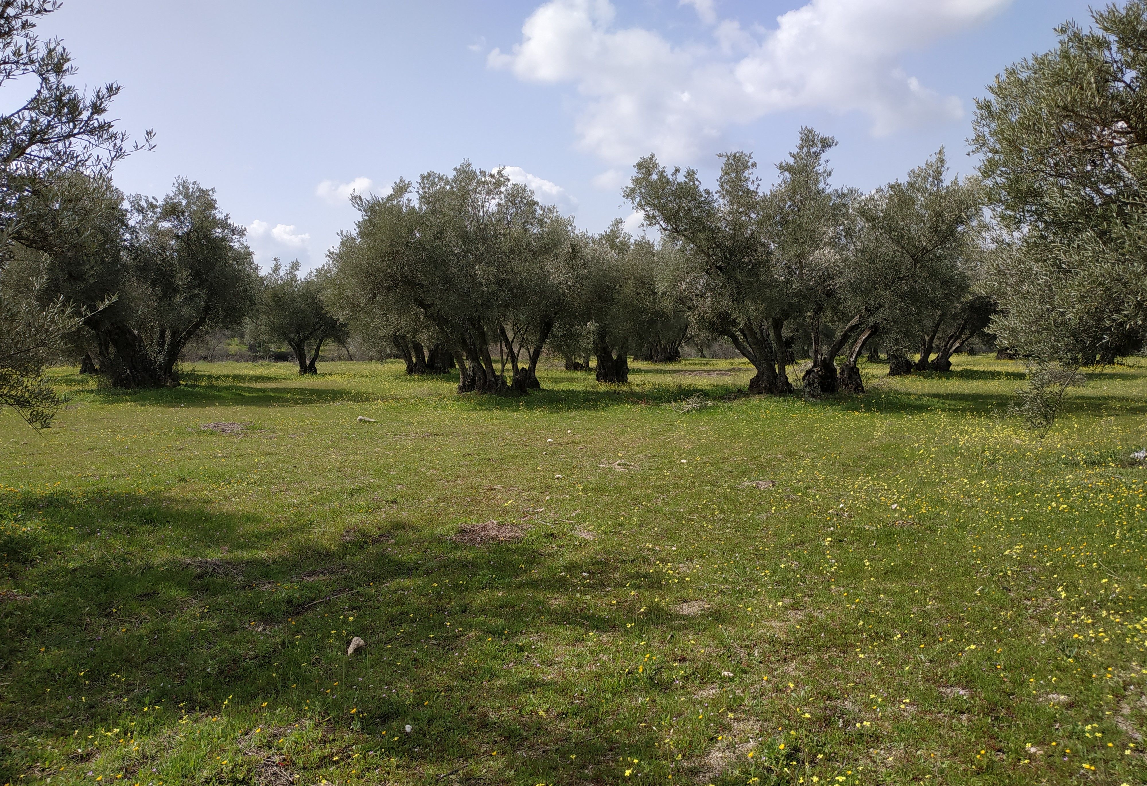 Imagen colorida de un campo de olivos