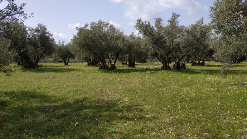El manejo del suelo agrícola del suelo condiciona sus características.