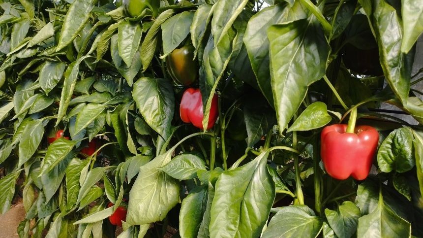 Curso Gestión Integrada de Plagas. Cultivos hortícolas invernadero Plantas de pimientos rojos y verdes en un invernadero.