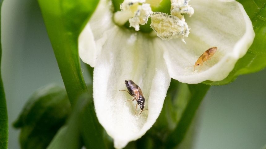 Pequeños insectos dentro de una flor blanca, rodeada de verde.