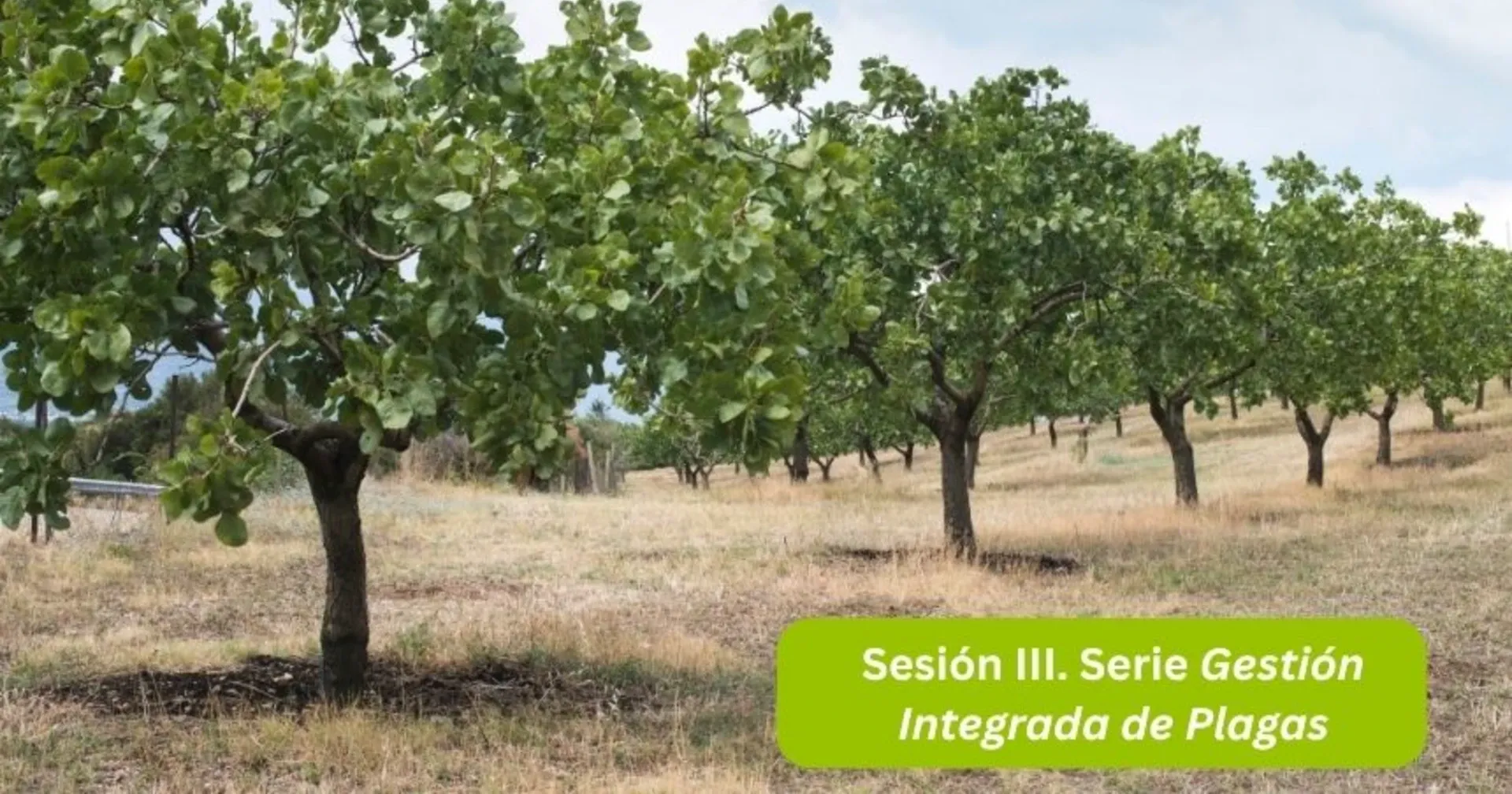 Hilera de árboles de pistacho en terreno seco bajo cielo nublado. Texto: «Sesión III. Serie Gestión Integrada de Plagas»