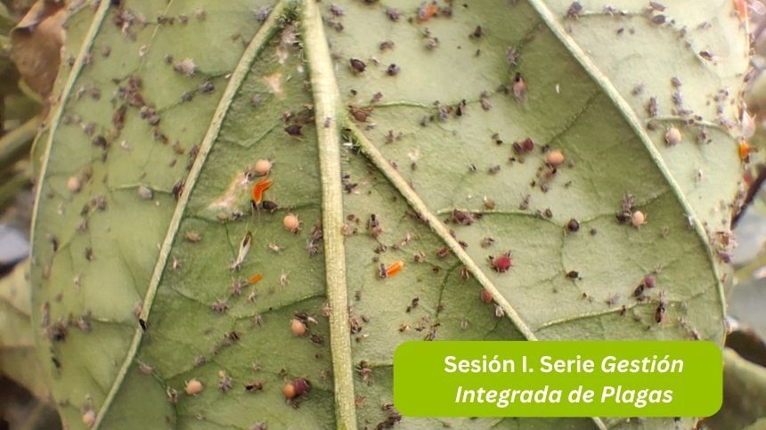 La imagen muestra una hoja verde de una planta con muchos insectos pequeños en ella.