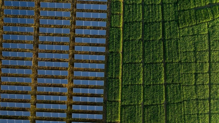 Vista aérea de una instalación agrivoltaica: paneles solares en filas a la izquierda y cultivos verdes a la derecha, separados por una franja.