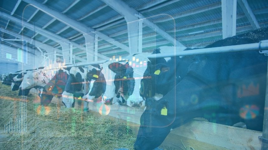Vacas en un establo con un trabajador en el fondo.