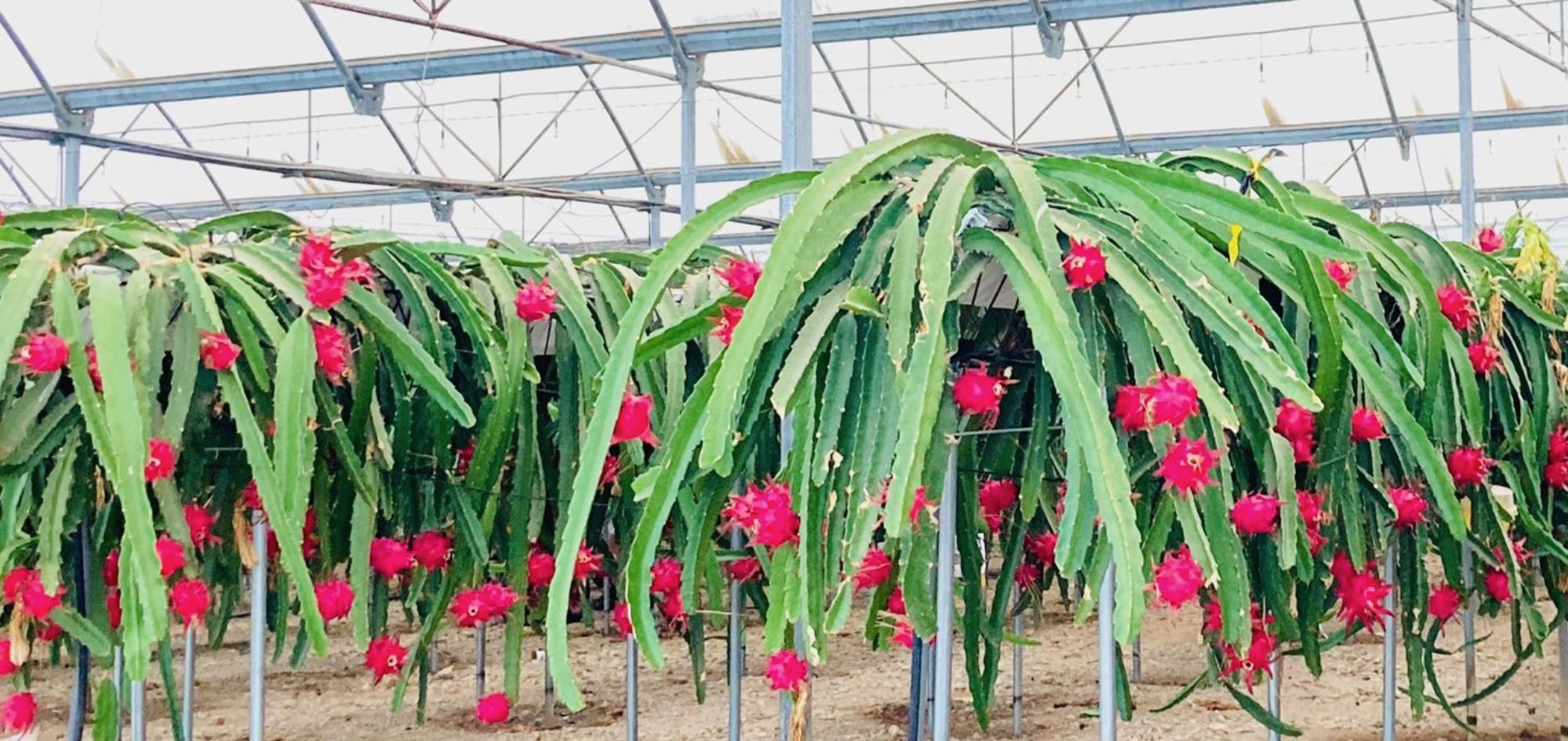 Pitaya en invernadero con sistema de cultivo en NGS