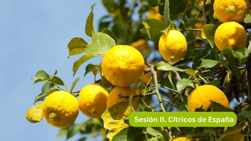 Árbol de limones en un cielo azul claro.