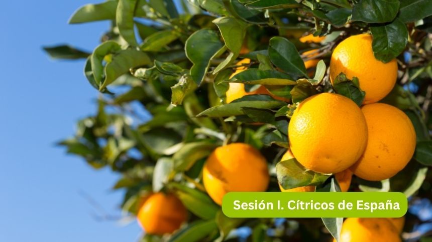 Arbol de naranjos con frutos amarillos y hojas verdes bajo el sol.