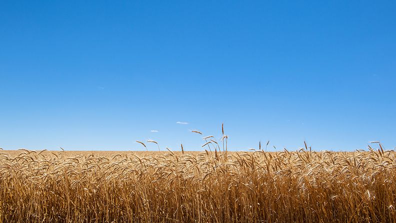 Campo de cereales sobre un cielo azul