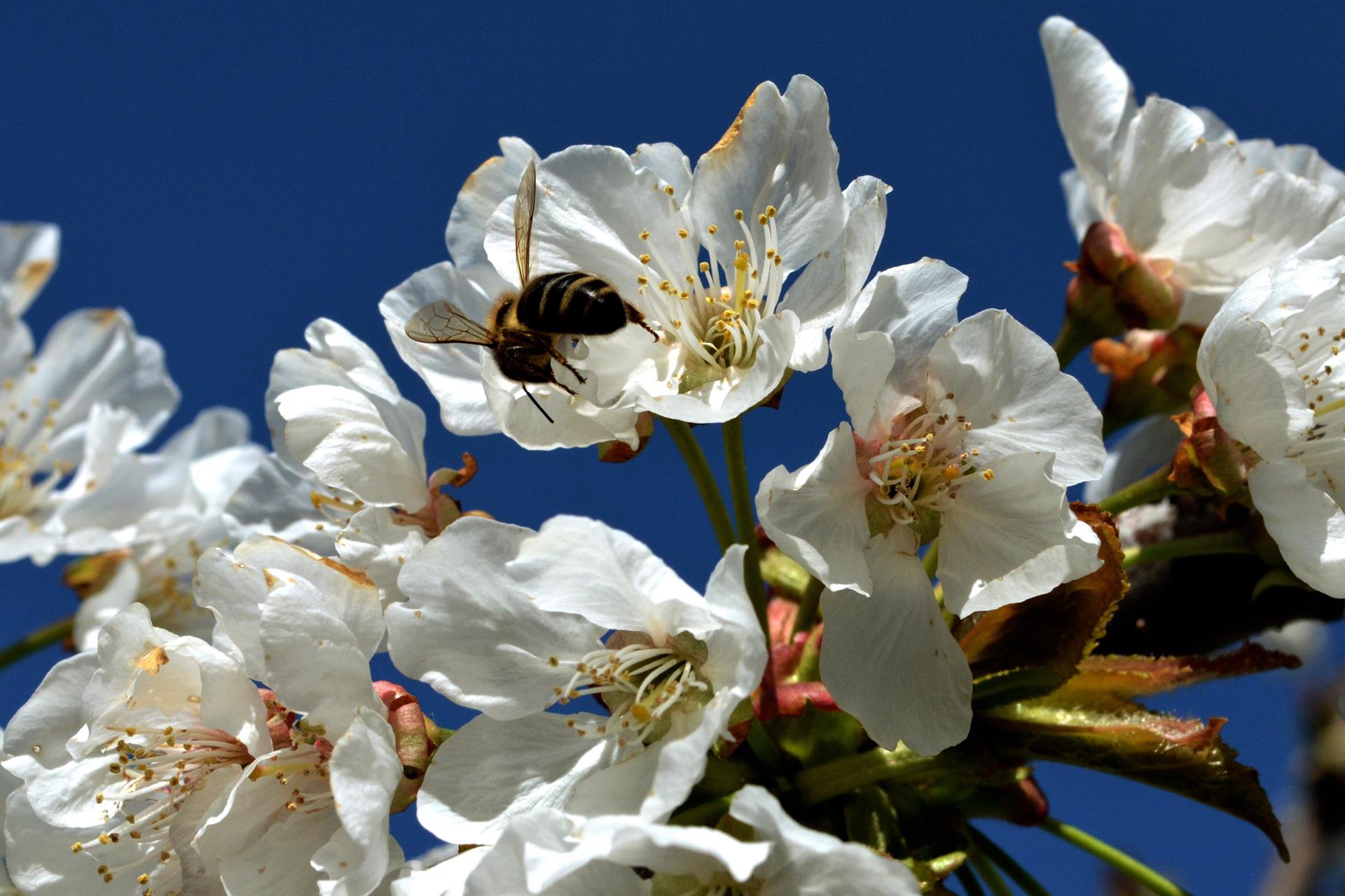 Cerezo en flor en Casas del Castañar (Cáceres)