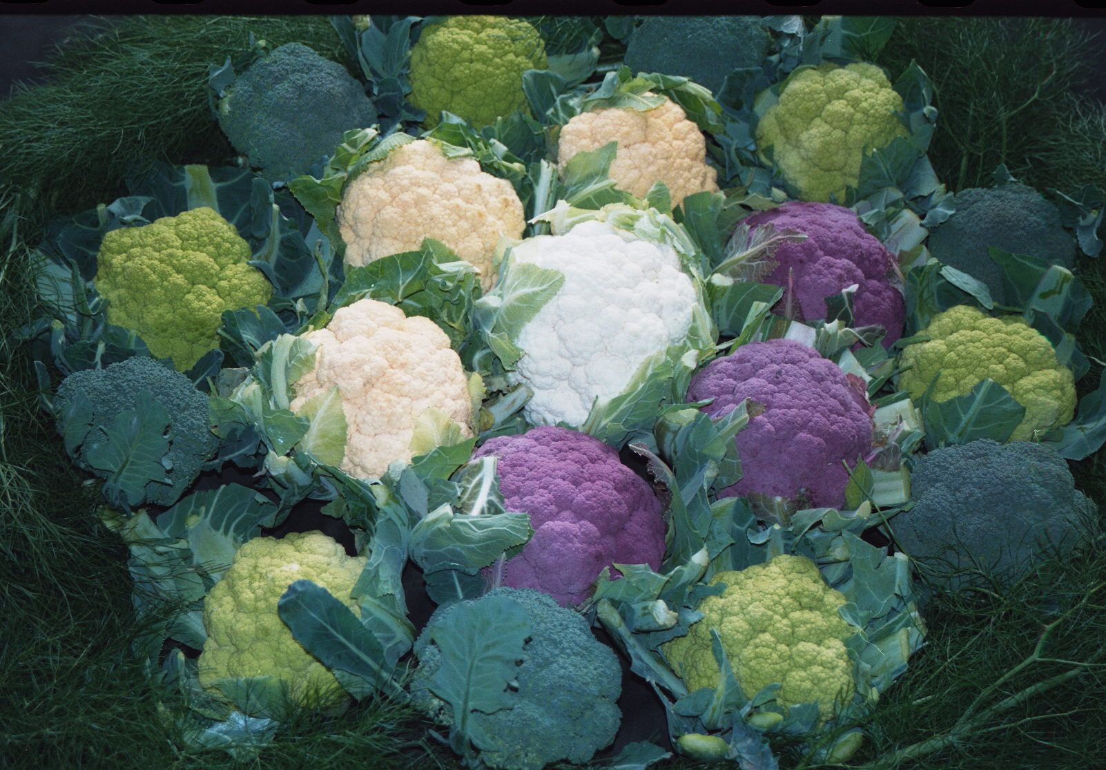 Coliflores y brócoli de diferentes colores