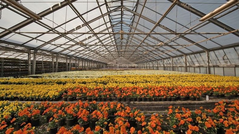 COMISIÓN DE ORNAMENTALES. Mejora de la sostenibilidad de la producción de planta ornamental