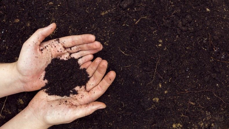 Efectos de la aplicación de diferentes compost en suelo y planta