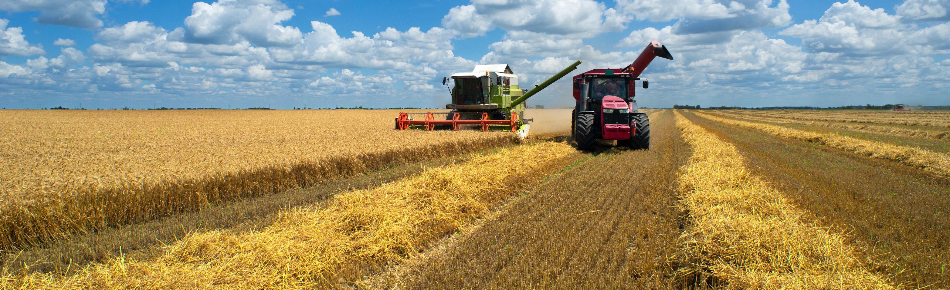 Cosechadora de trigo en campos de cereales