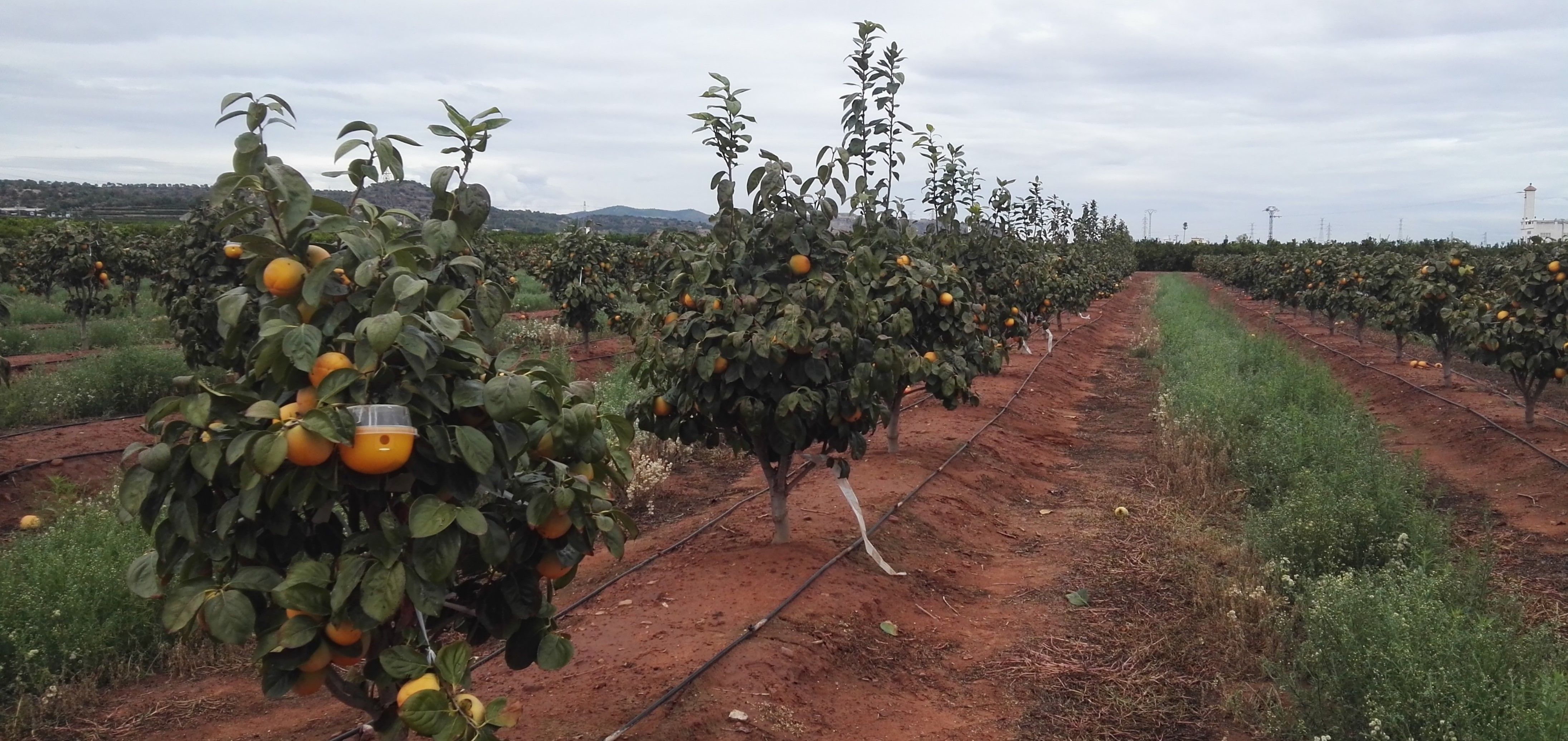 Plantación de caquis al aire libre