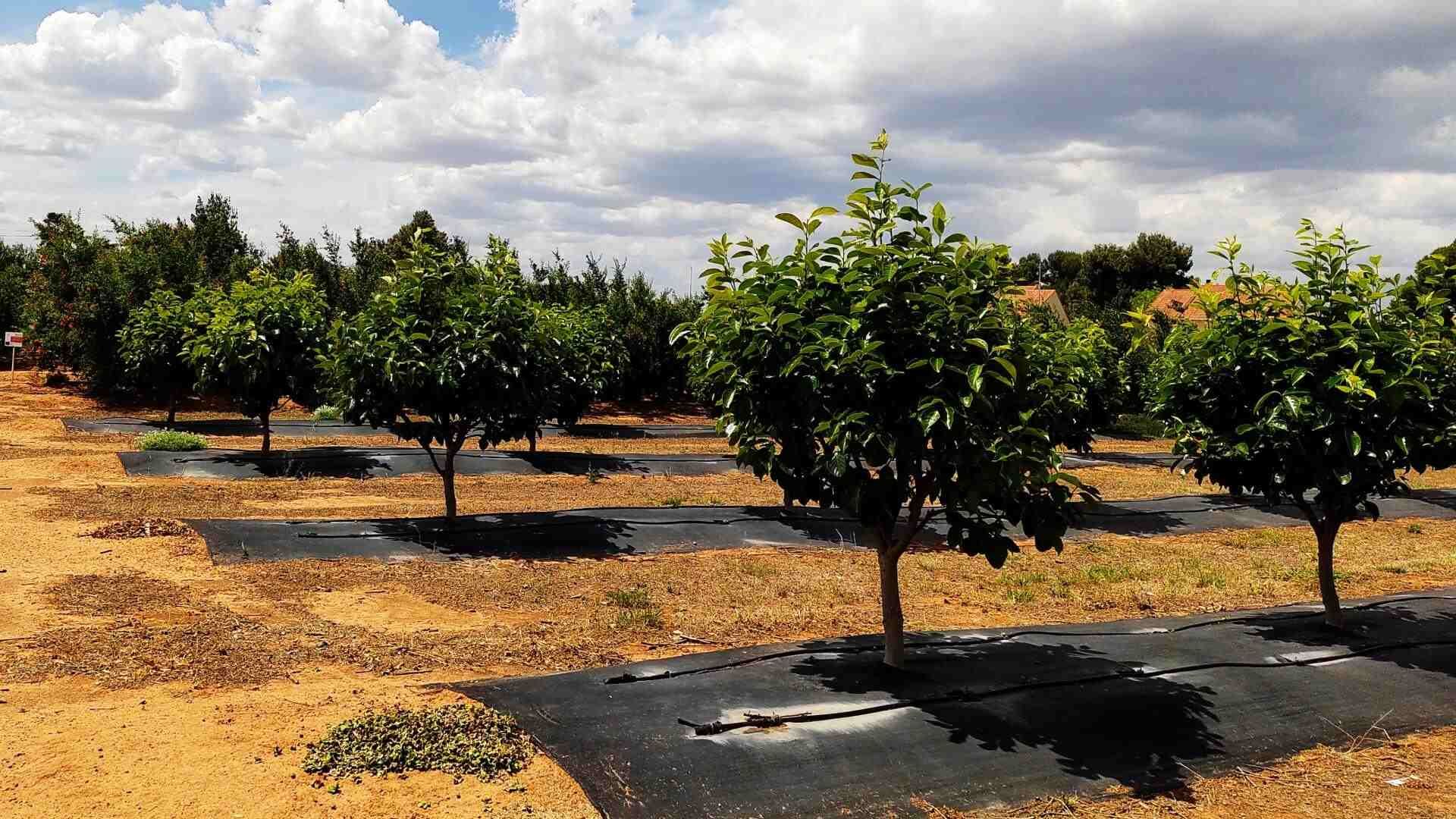 Arboles de caqui variedad ‘Rojo Brillante’