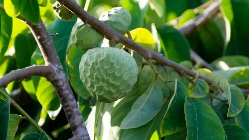 Artículo sobre el cultivo de la chirimoya, guanábana y especies relacionadas