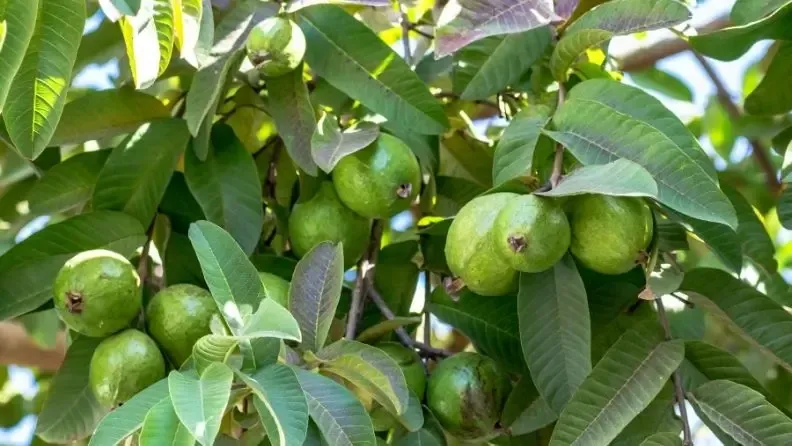 Cultivo de la guayaba en Andalucía, características y retos - GO Exotika