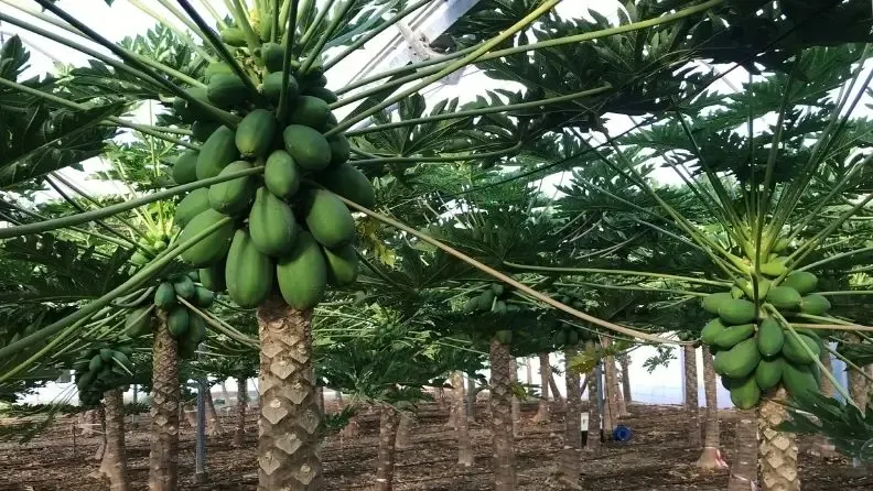 Árboles de papaya con frutos verdes en un invernadero