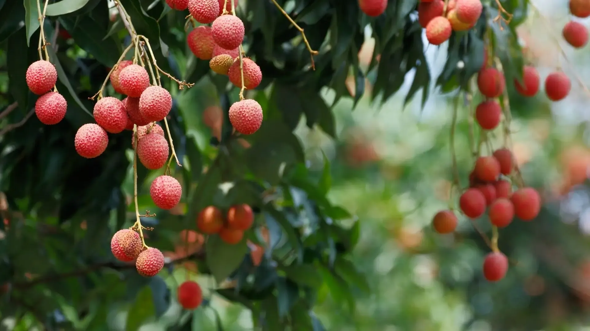 Cultivo de sapindáceas donde se puede ver un árbol en plena producción de frutas