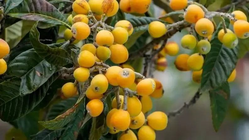 Cultivo del Níspero Japonés en Andalucía