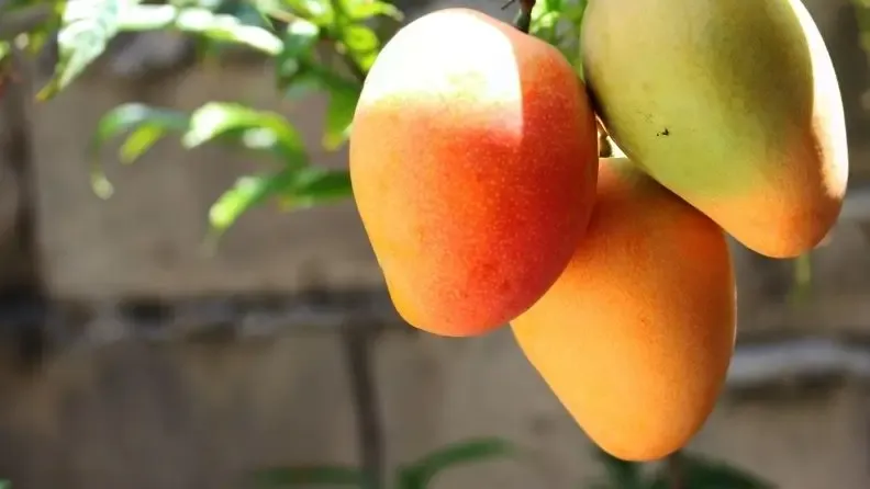 Cultivo del mango en Andalucía - Go Exotika 