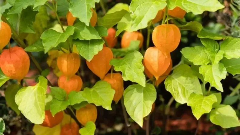 Cultivo del physalis en Andalucía, árbol con frutos de physalis madurando