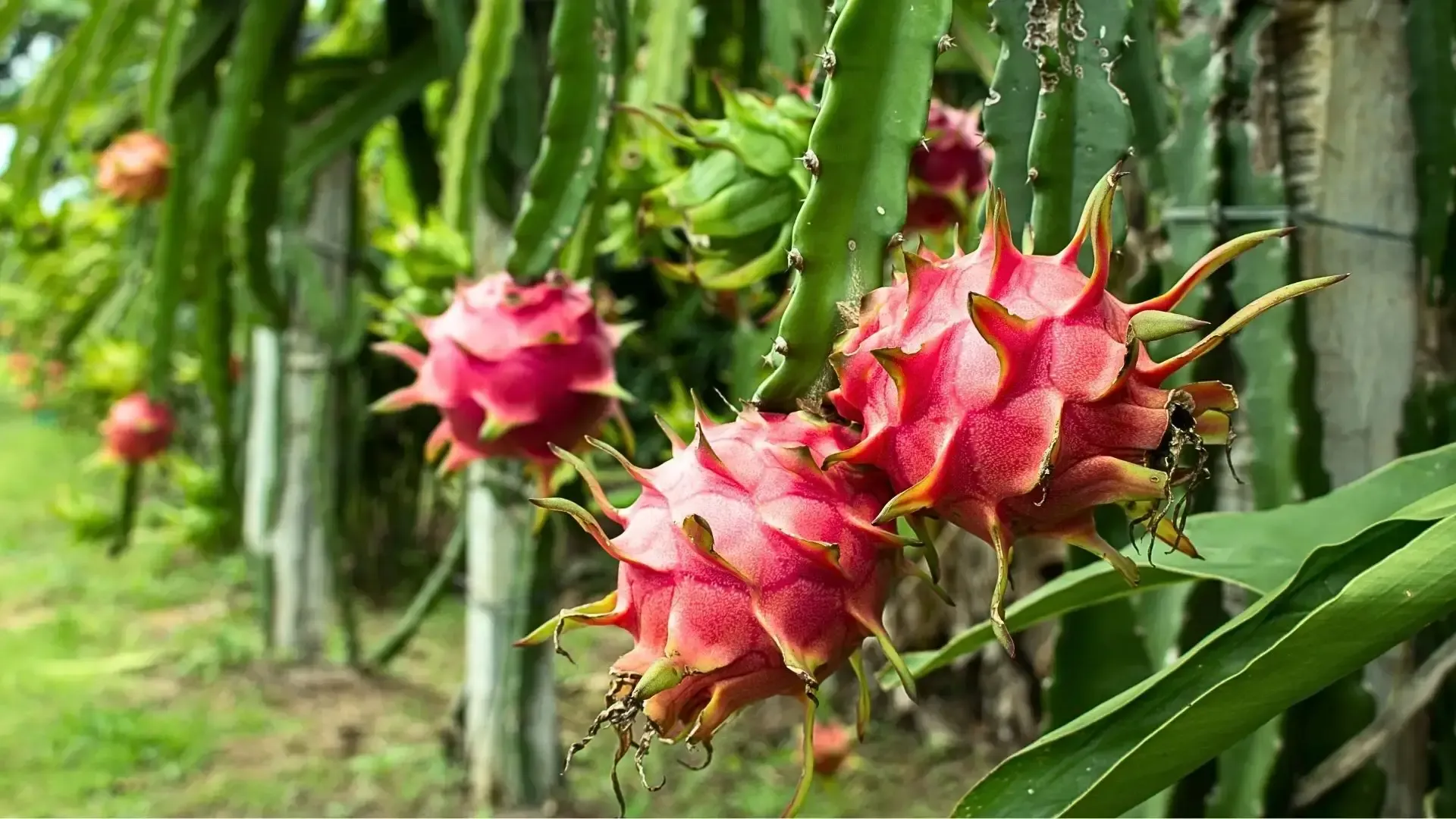 Plantación de cultivo de pitaya en producción con 2 pitayas en primer plano