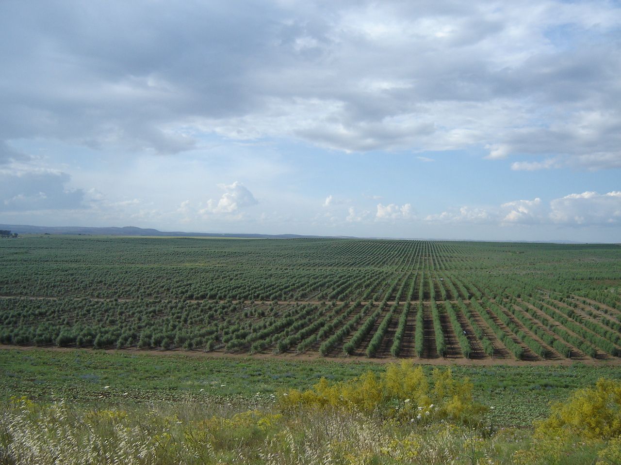 Campo de olivos 