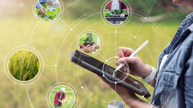 Mujer con una tableta midiendo variables de un cultivo