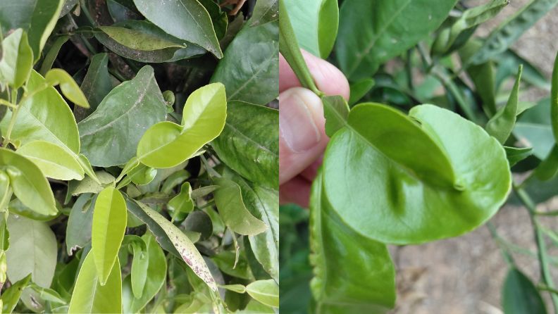 Persona sostiene una fruta amarilla con hojas verdes en su mano derecha.