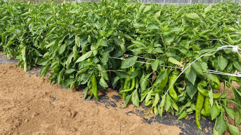 Plantas de pimientos verdes creciendo en un invernadero.