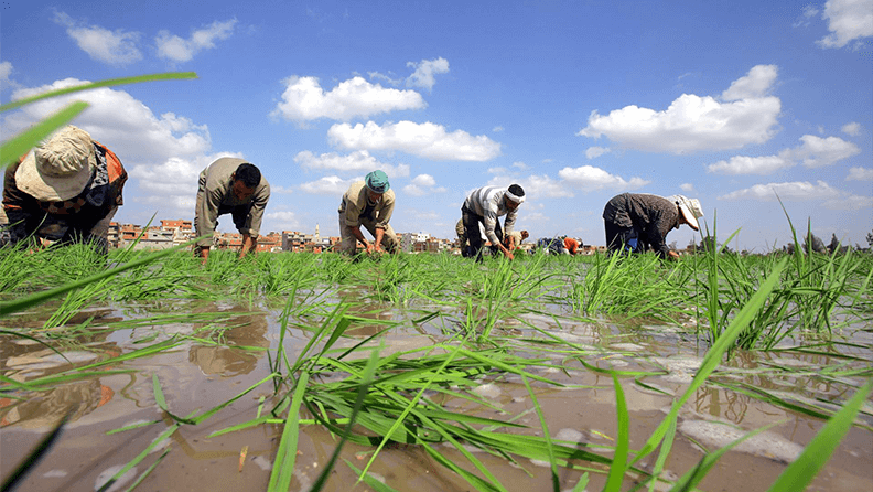 Agricultores egipcios trabajan en una plantación de arroz en Kafr Al-Sheikh (Egipto). Efeagro/Khaled Elfiqi