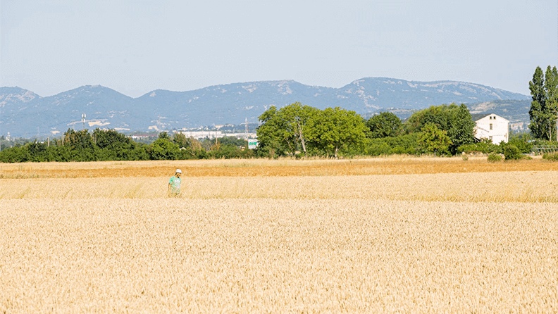 Un hombre pasea entre campos de cereal en Ilarrtza, a las afueras de Vitoria. Efeagro/David Aguilar