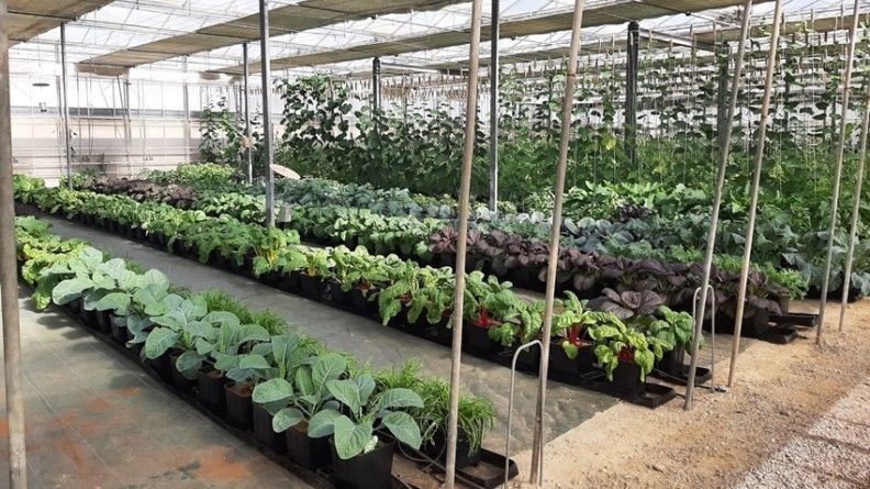 ESPECIALITYVEG ALMERÍA. Ensayo demostrativo de especialidades hortícolas