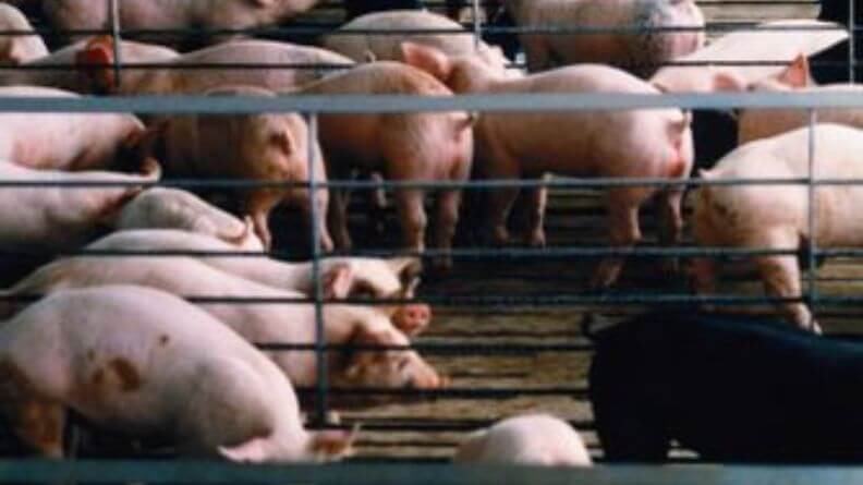 El funcionamiento en la cadena de porcino y las pandemias