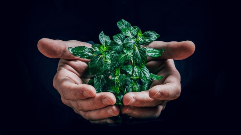 Hombre sujetando planta con las manos, equilibrio entre agricultura ecológica y convencional