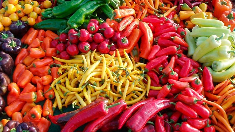 Diferentes especialidades en cultivos de pimiento y tomate