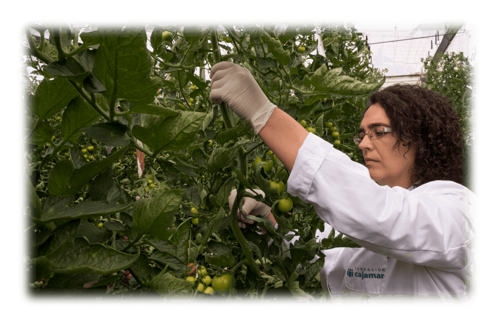 Proyectos Agro - Impulsando proyectos de innovación agraria