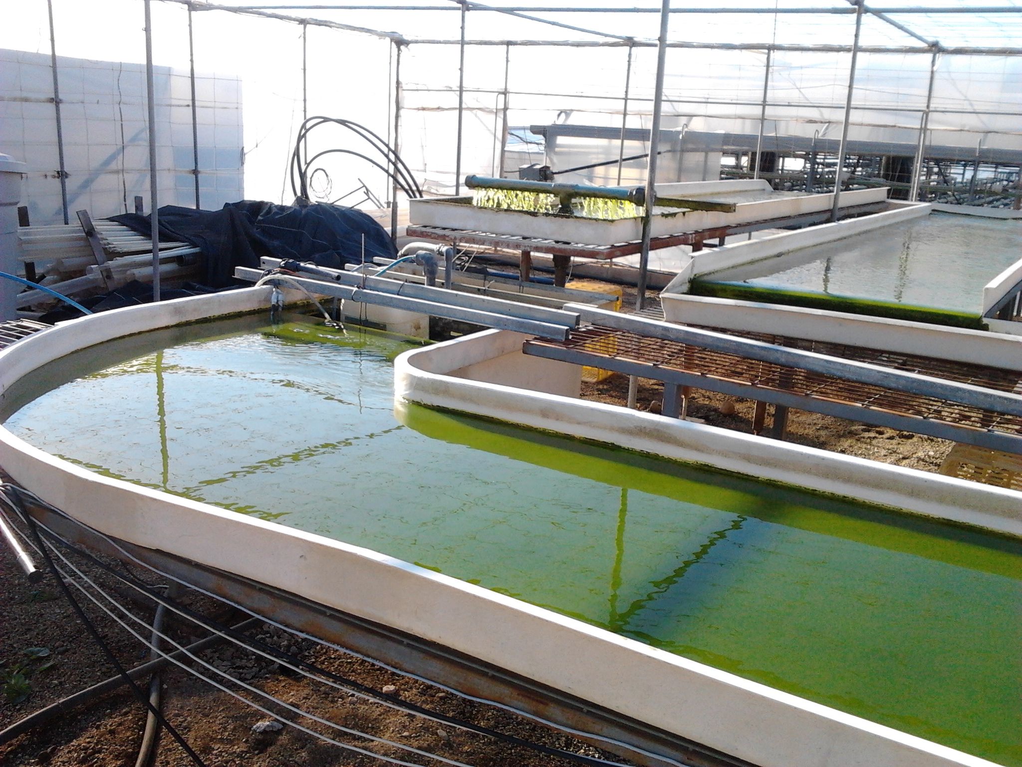 depuradora de microalgas de efluentes agroindustriales