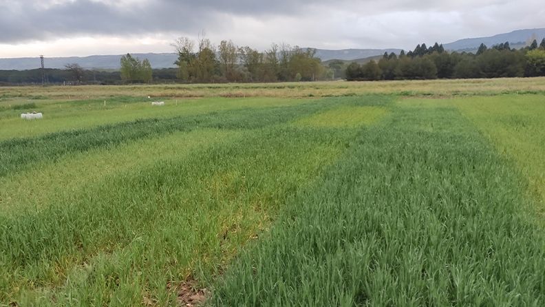 La realización de ensayos de dosis de fertilizantes nos da mucha información.