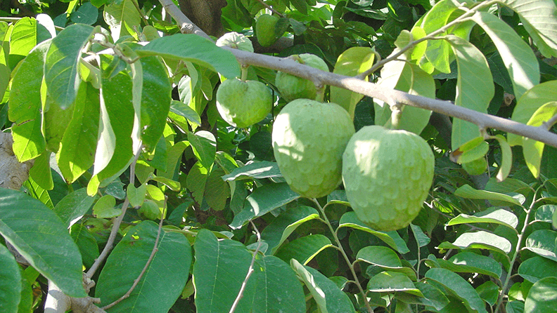 Frutos de chirimoya. 