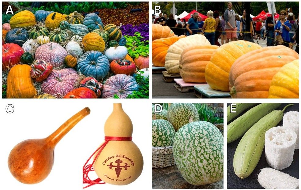Figura 2. Diversidad de uso en calabazas. Las calabazas son unas plantas muy heterogéneas que no tienen por qué formar parte del mismo género y especie (A). Cucurbita maxima es la especie que se usa para los concursos de calabazas gigantes (B). Lagenaria siceraria, puede usarse como instrumento musical (maracas) aprovechando que contiene las semillas, o como recipiente, como la calabaza de peregrino del Camino de Santiago (C). El cabello de ángel suele hacerse con Cucurbita ficifolia (D). Las calabazas usadas como esponjas naturales, se obtienen de especies de Luffa spp (E). Fuente de imágenes: 1, 2, 3, 4, 5, 6.