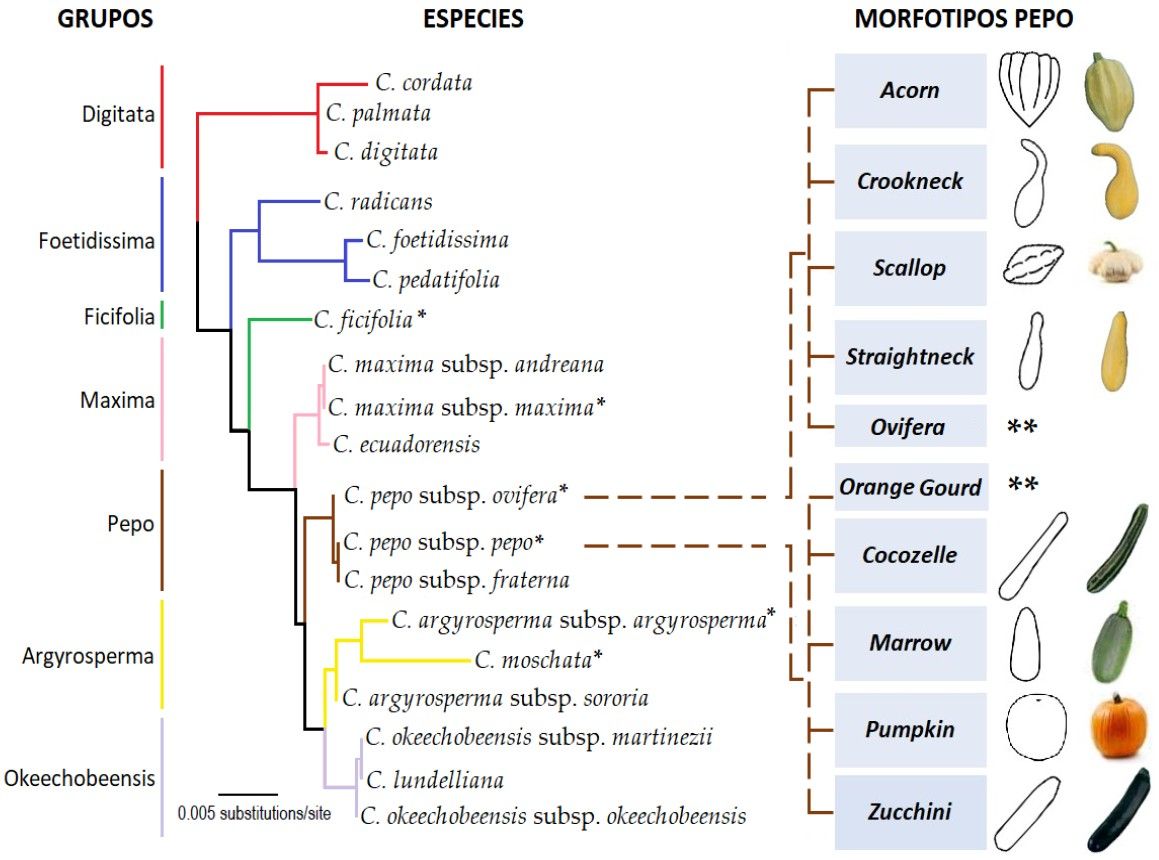 Figura 3. Taxonomía de Cucurbita spp. y clasificación de morfotipos dentro de Cucurbita pepo. La separación en grupos de Cucurbita spp. fue propuesta por Castellanos Morales y las especies y morfotipos por Paris H.S. *Especie con variedades domesticadas. **Morfotipos pequeños ornamentales no comestibles. Fuente imagen: 1.