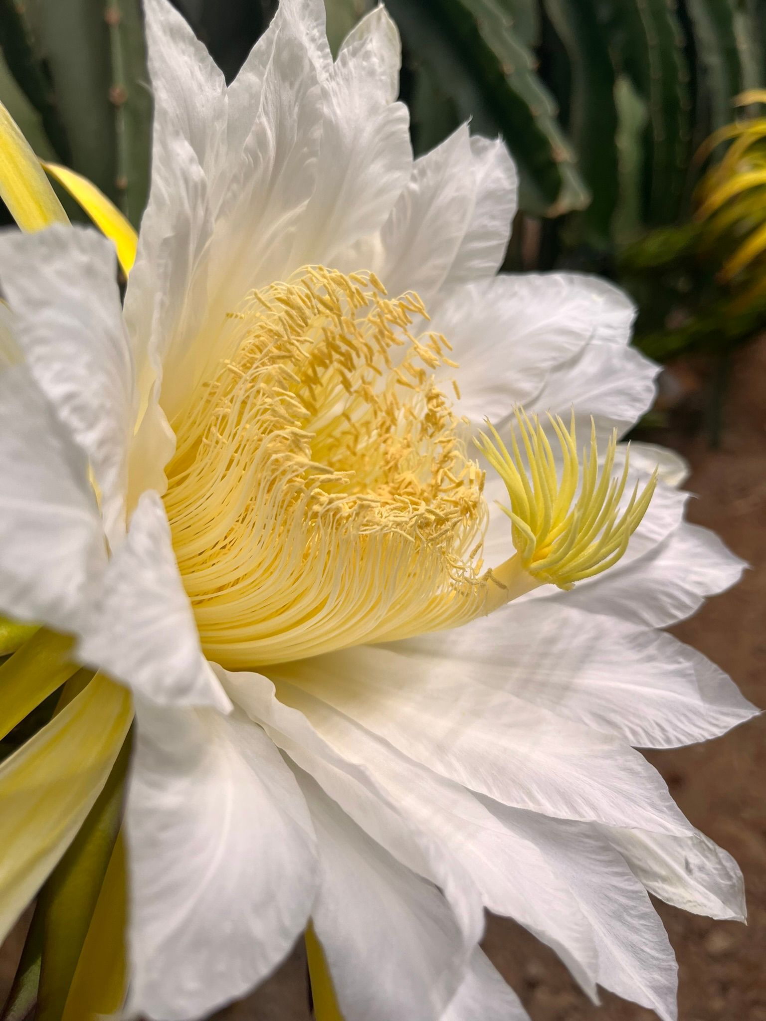 Figura 2. Flor de pitaya en antesis en la que se observa la separación entre el estigma arriba y los estambres abajo (Hercogamia)].