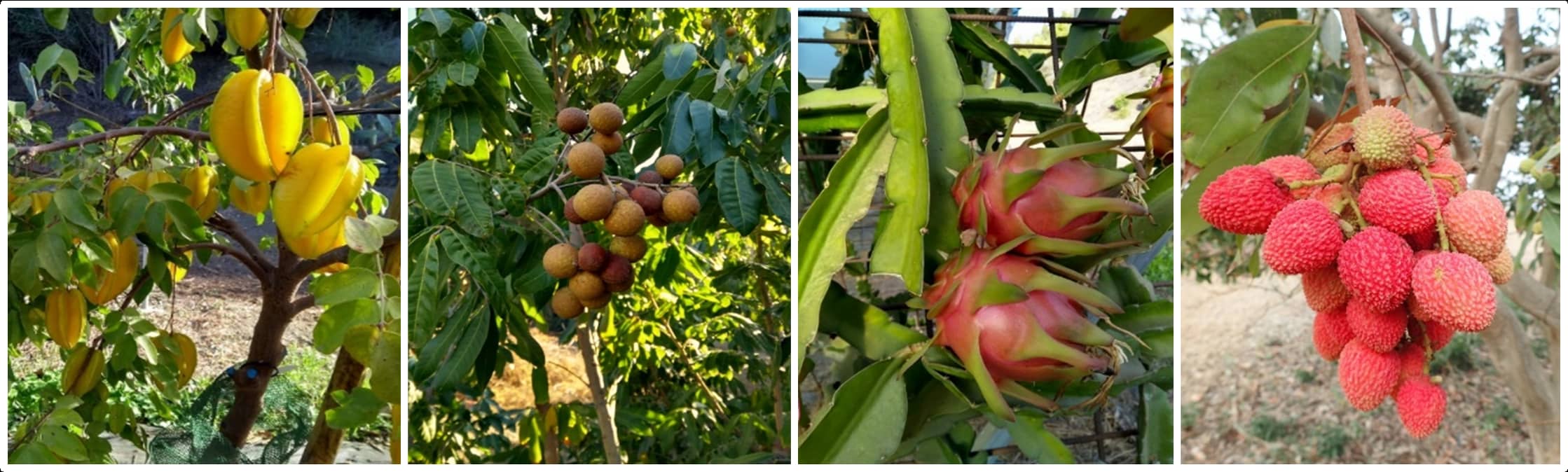 Figura 2: Los cultivos de carambola, longan, pitaya y litchi forman parte también de las colecciones de frutales tropicales y subtropicales del banco de germoplasma del IHSM 'La Mayora'.