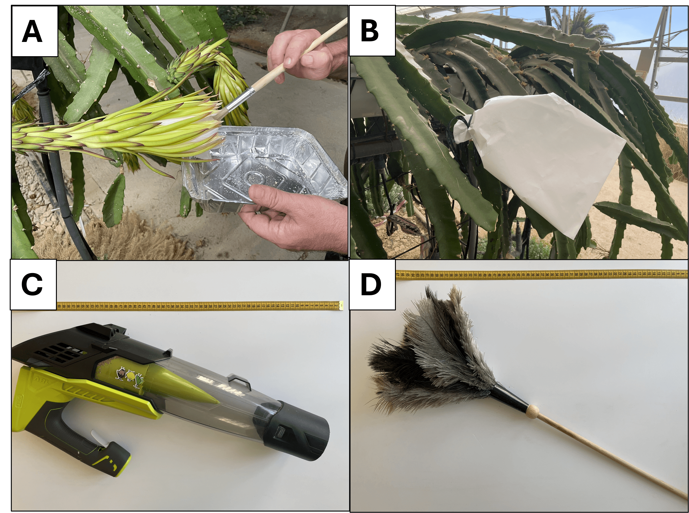 Figura 4. Tratamientos de polinización aplicados. Polinización manual con pincel (A), embolsado (B), soplador manual de batería (C), y plumero (D). Se dejaron flores expuestas a la polinización libre como control.